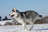SIBERIAN HUSKY 422